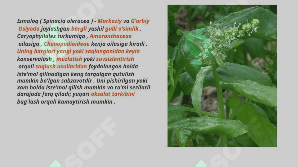 Sabzavot mahsulotlarini yetishtirish 7