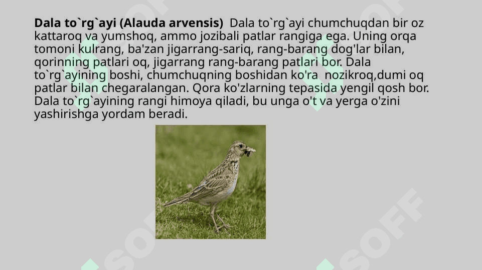 Hasharotxo`r qushlar, ularning tabiatda va inson hayotidagi o`rni 6