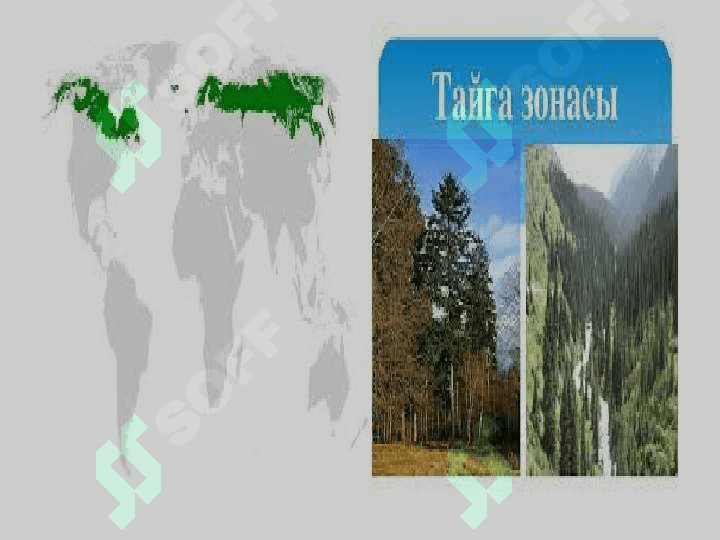 Iqlim mintaqalari va tabiat zonlari 8