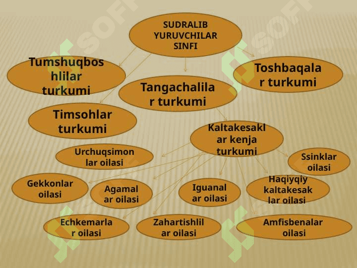 Kaltakesaklar,O’zbekiston faunasidagi asosiy turlarining hayoti 2