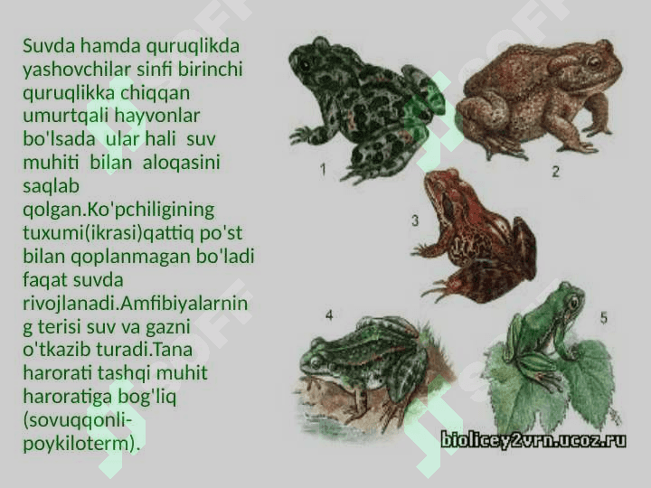 Suvda hamda quruqlikda yashovchilar sinfi. 4