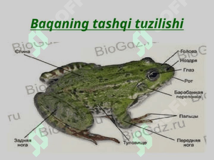Suvda hamda quruqlikda yashovchilar sinfi. 6