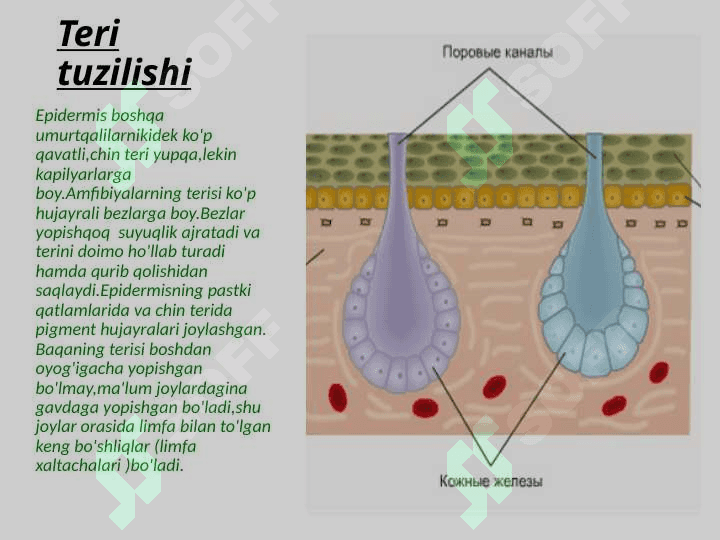 Suvda hamda quruqlikda yashovchilar sinfi. 7