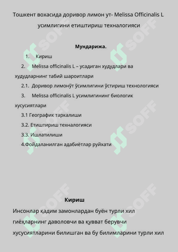 Тошкент вохасида доривор лимон ут- Melissa Officinalis L  усимлигини етиштириш техналогияси 2