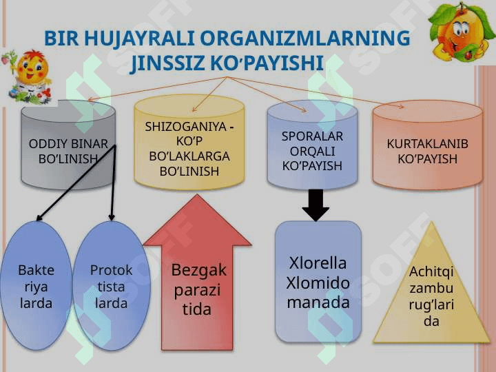 ORGANIZMLARNING JINSSIZ KO'PAYISHI MAVZUSIDAGI BIR SOATLIK DARS ISHLANMA 7
