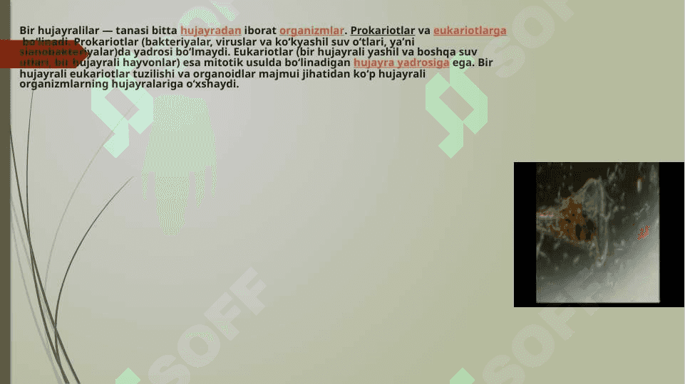 bir hujayralilar oqsilidan foydalanishning iqtisodiy samaradorligi 2
