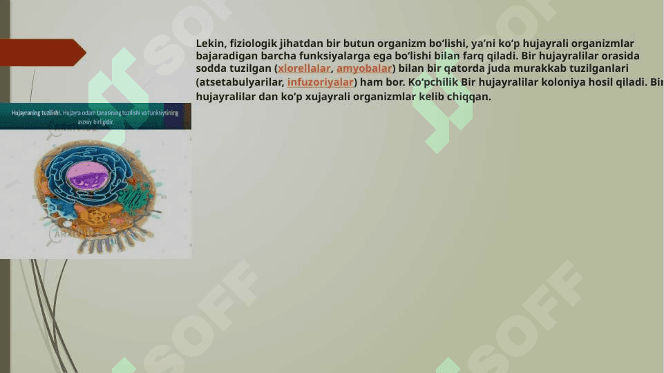 bir hujayralilar oqsilidan foydalanishning iqtisodiy samaradorligi 3