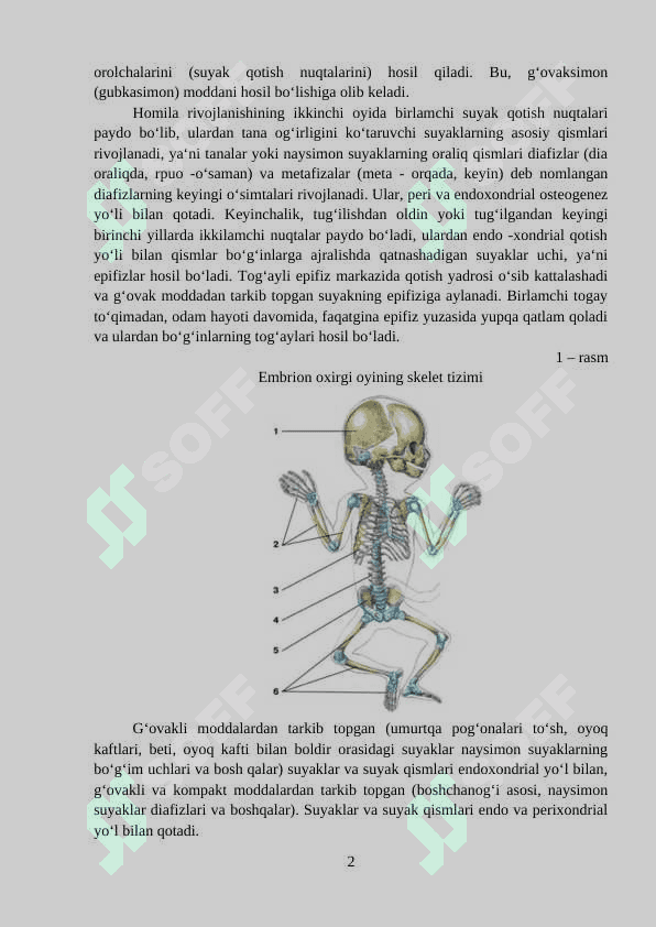 Skeletning umumiy tuzilishi 2