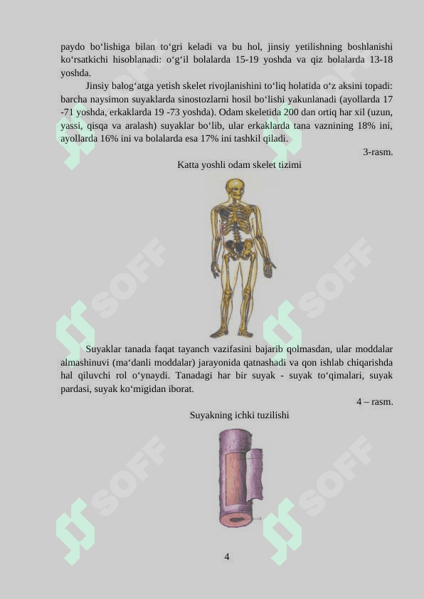 Skeletning umumiy tuzilishi 4