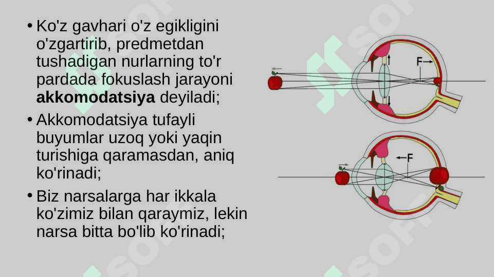 Ko'rish organlarining funksiyasi 3