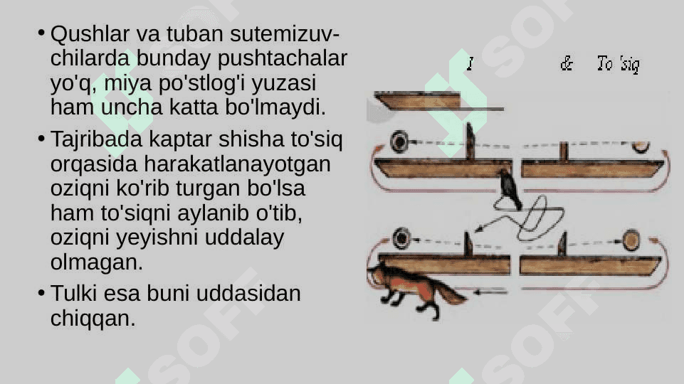 Aql-idrok, tafakkur, so‘z va nutq 4