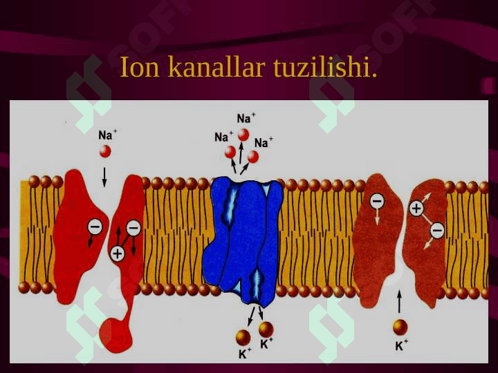 Qo’zg’aluvchan to’qimalarda bioelektrik hodisalar. Ta`sirlash qonunlari. 8