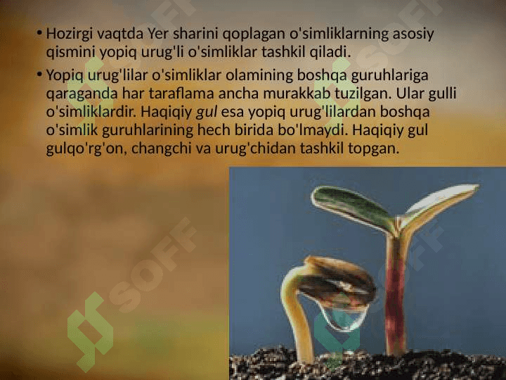YOPIQ URUG'LI O'SIMLIKLAR HAQIDA MA'LUMOTLAR 3