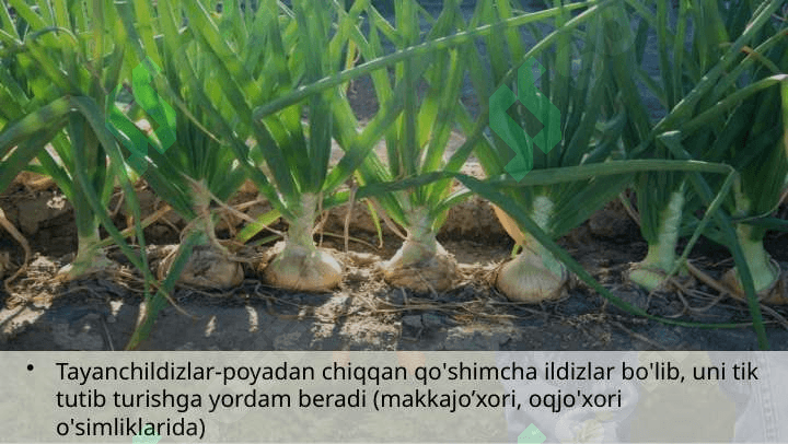SHAKLI  O‘ZGARGAN ILDIZLAR 4