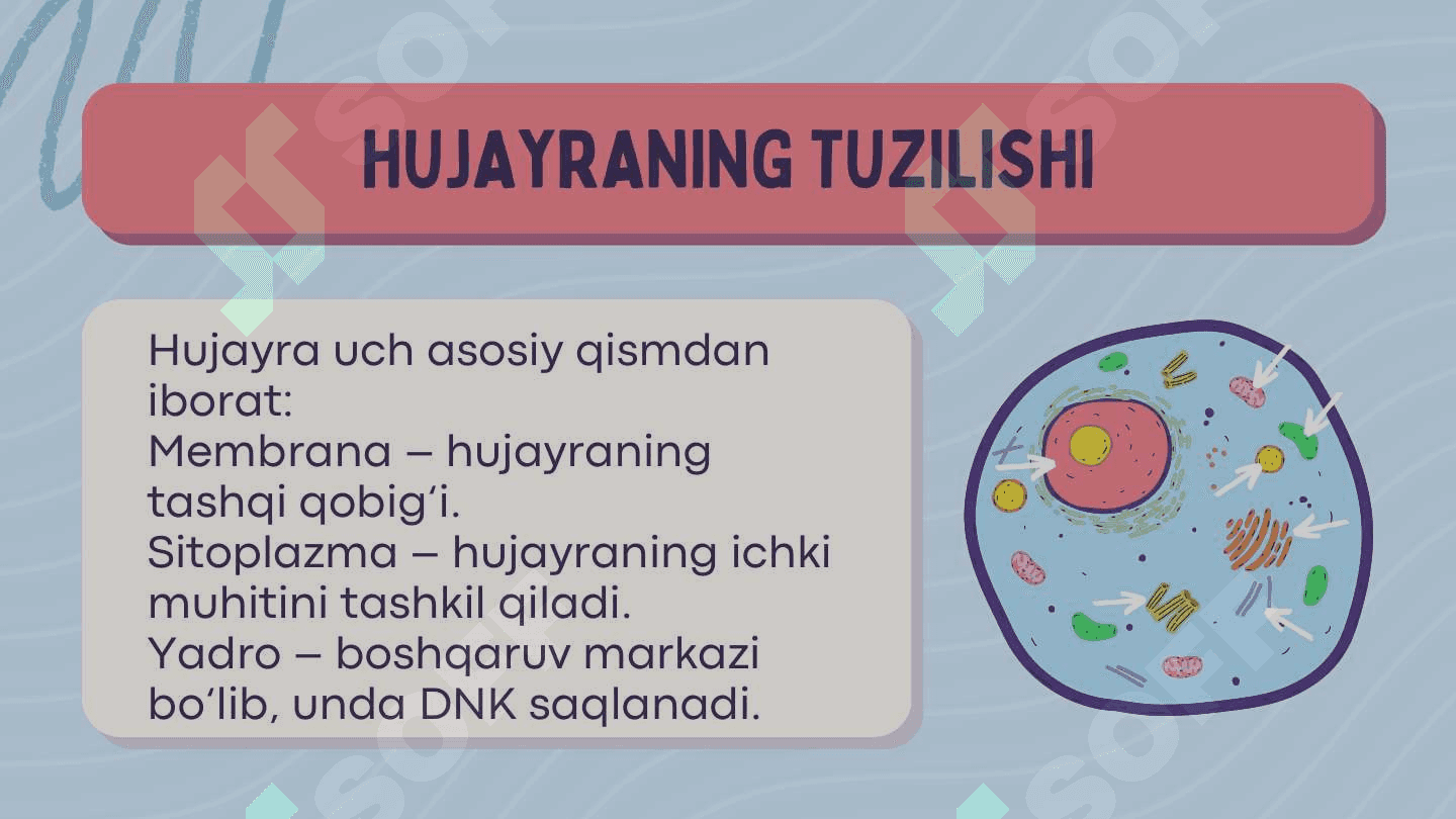 Hujayra 4