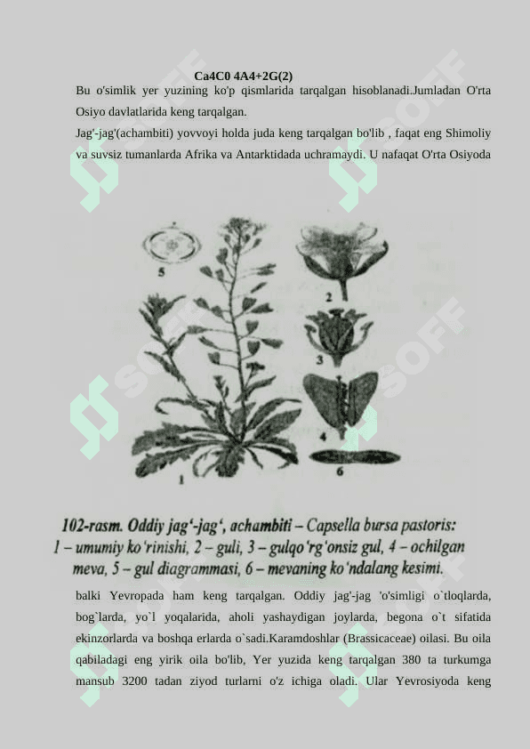Jag'-jag'(Capsella bursa pastories) o'simligining biologiyasi 5
