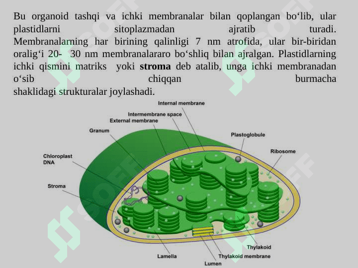Plastida va ularning turlari, tasnifi, tuzilishi va vazifalari 6