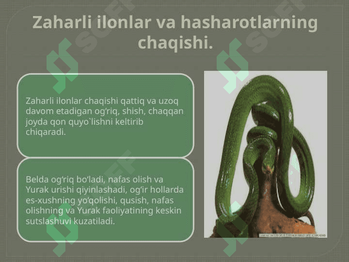 Ilon, chayon, Hayvonlar tishlaganda  hashorot chaqqanda birinchi tibbiy yordam 2