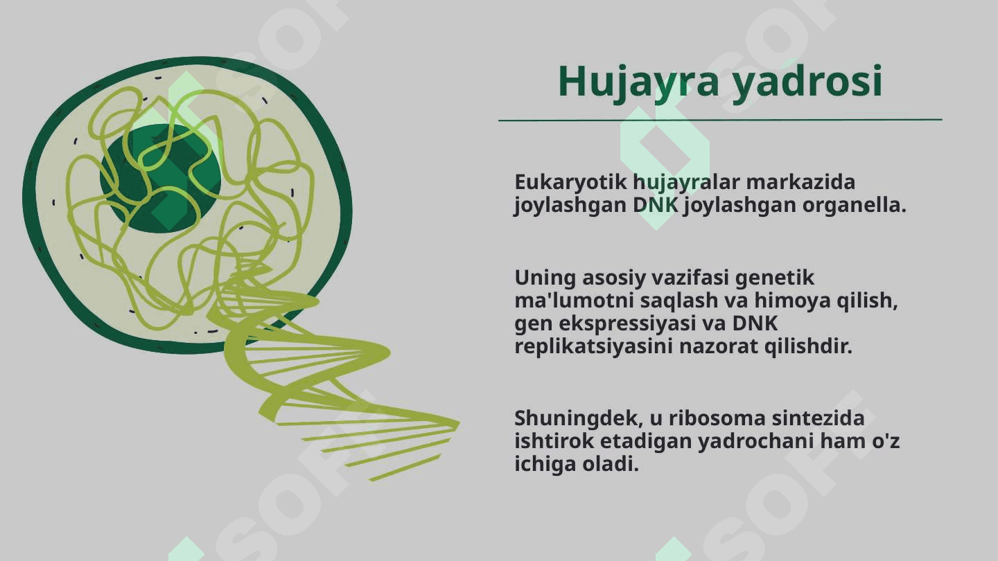 Hujayralar va ularning turlari. Hujayralarning tuzilishi va uning funksiyalari 8