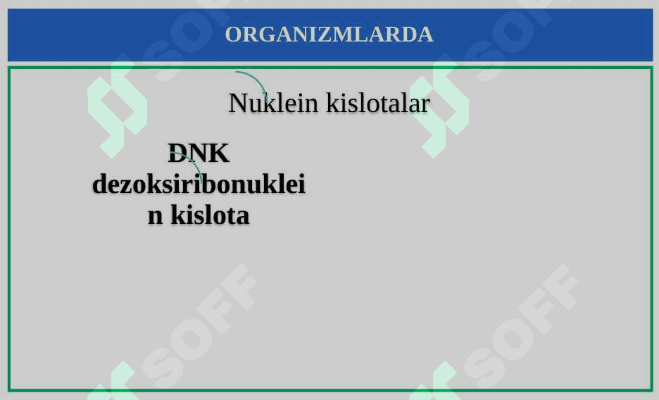 Nuklein kislotalar 5