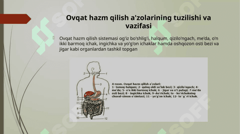 Hazm sistemasi a’zolari 2