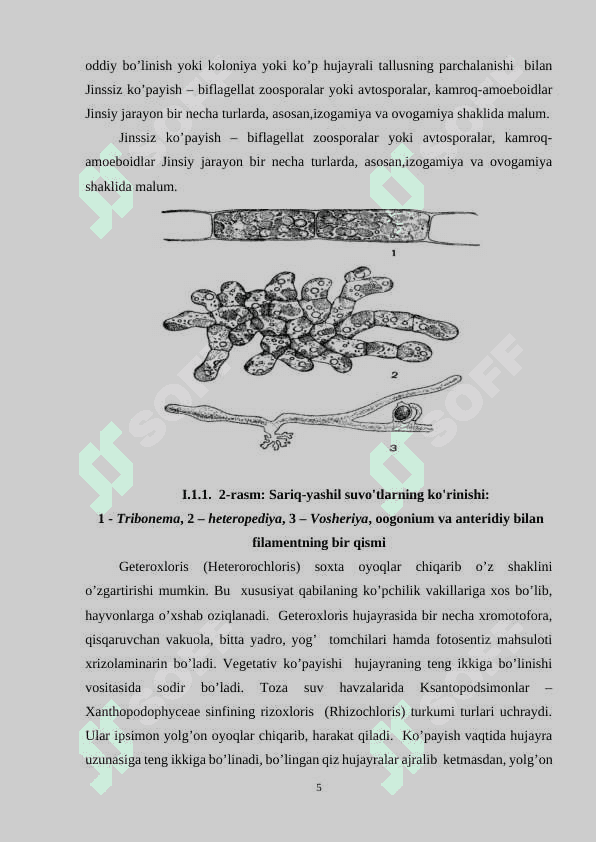 SARIQ-YASHIL SUVOTLARNING UMUMIY TASNIFI KURS ISHI 5