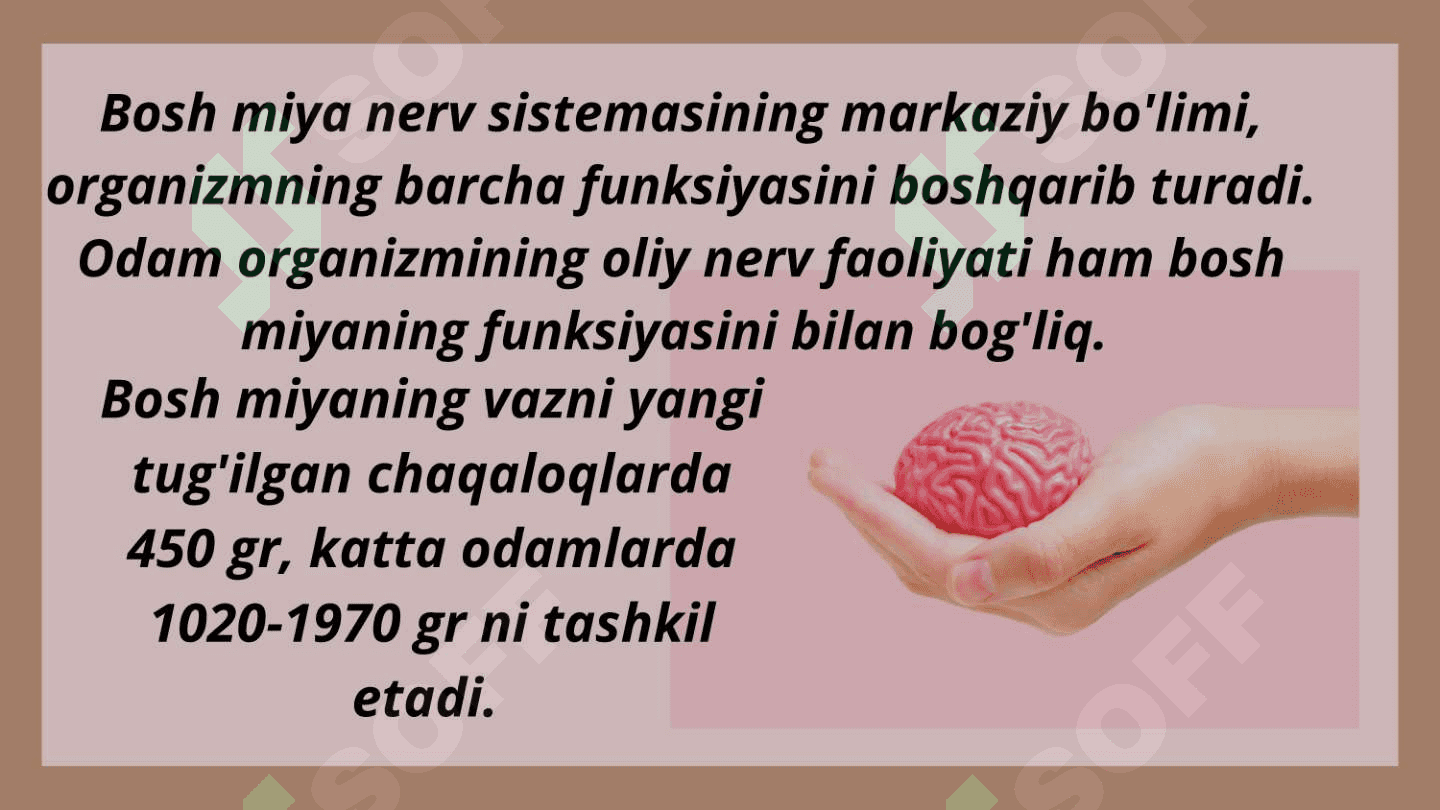 Bosh miyaning tuzilishi 2