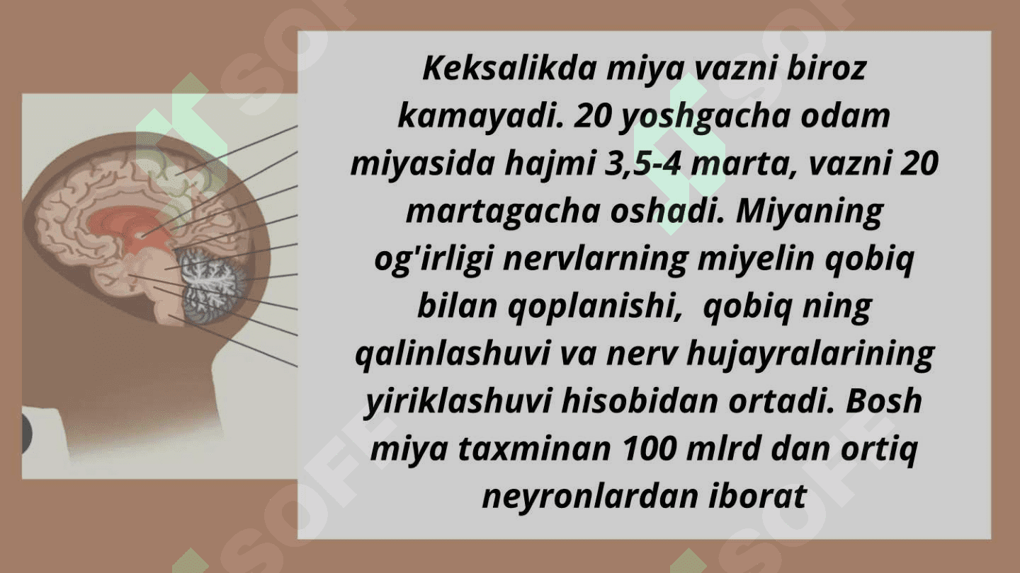 Bosh miyaning tuzilishi 3
