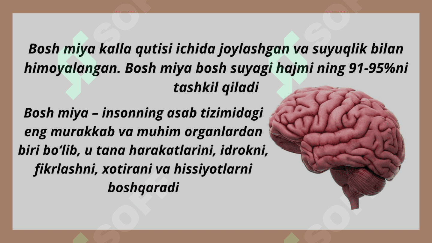 Bosh miyaning tuzilishi 4