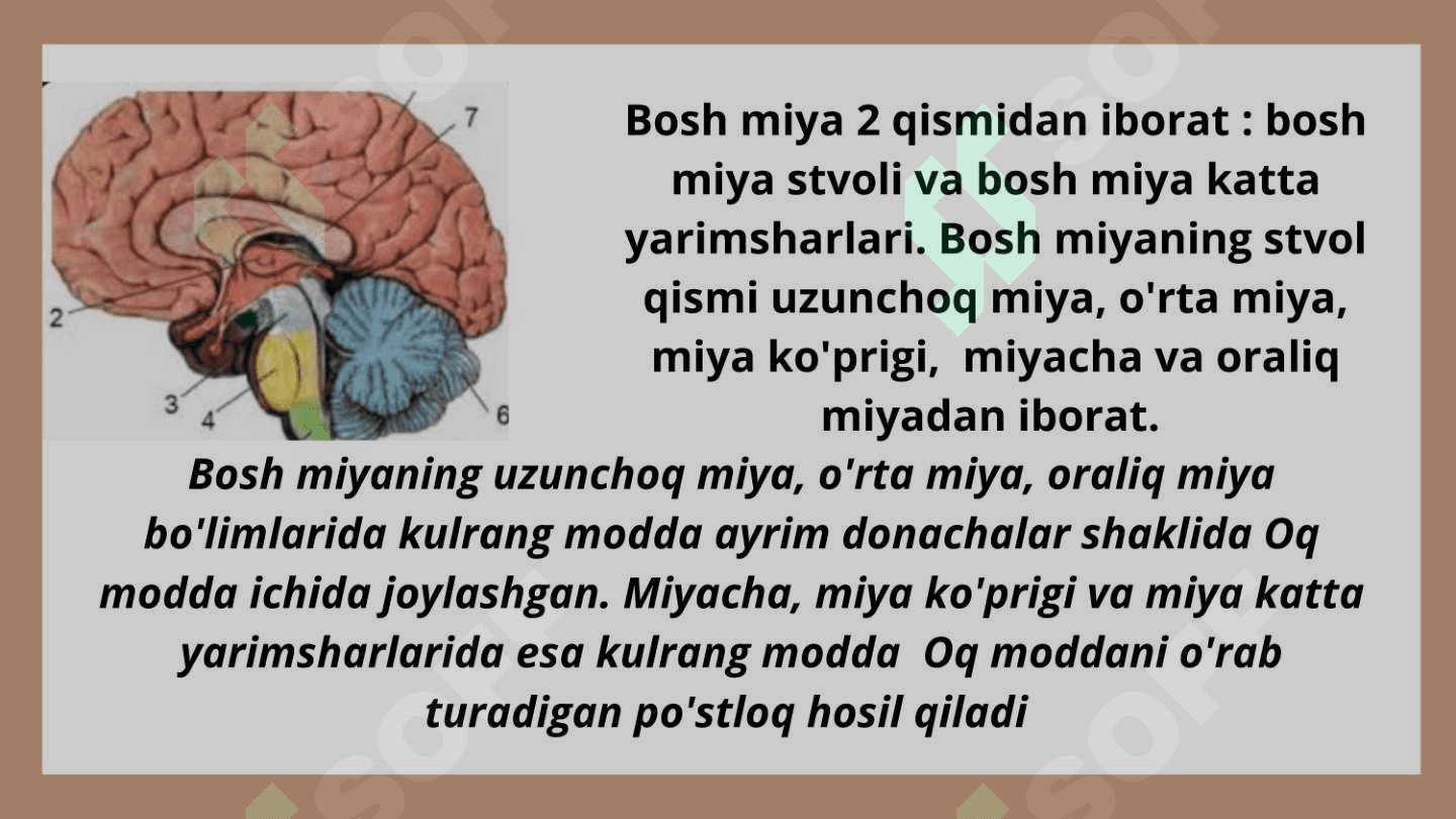 Bosh miyaning tuzilishi 5