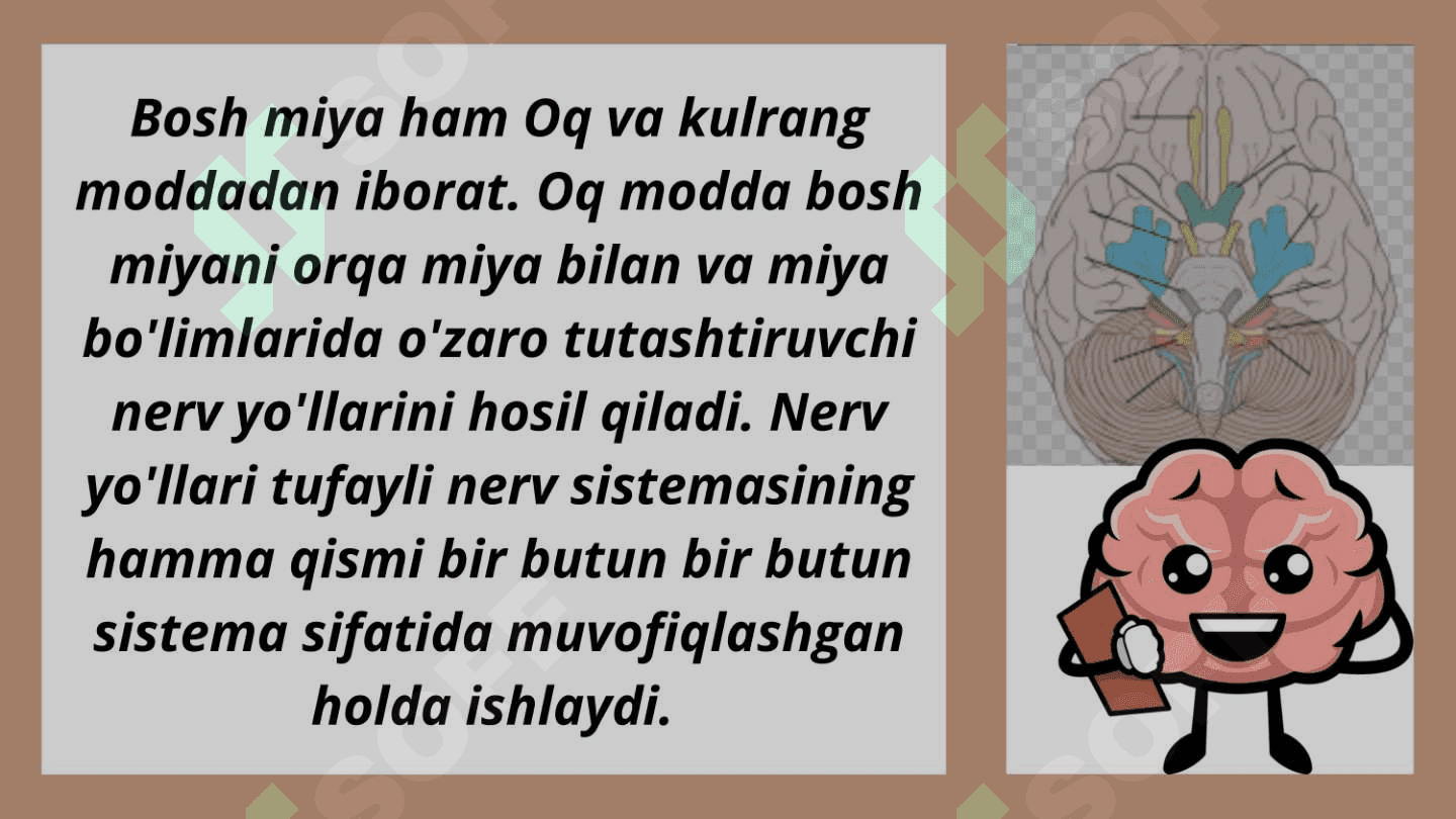 Bosh miyaning tuzilishi 6