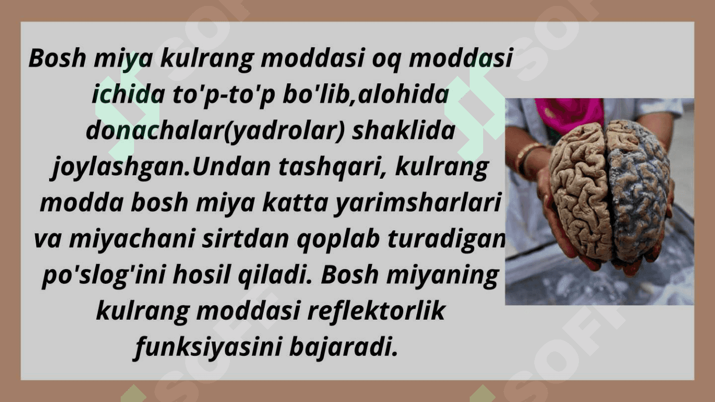 Bosh miyaning tuzilishi 7