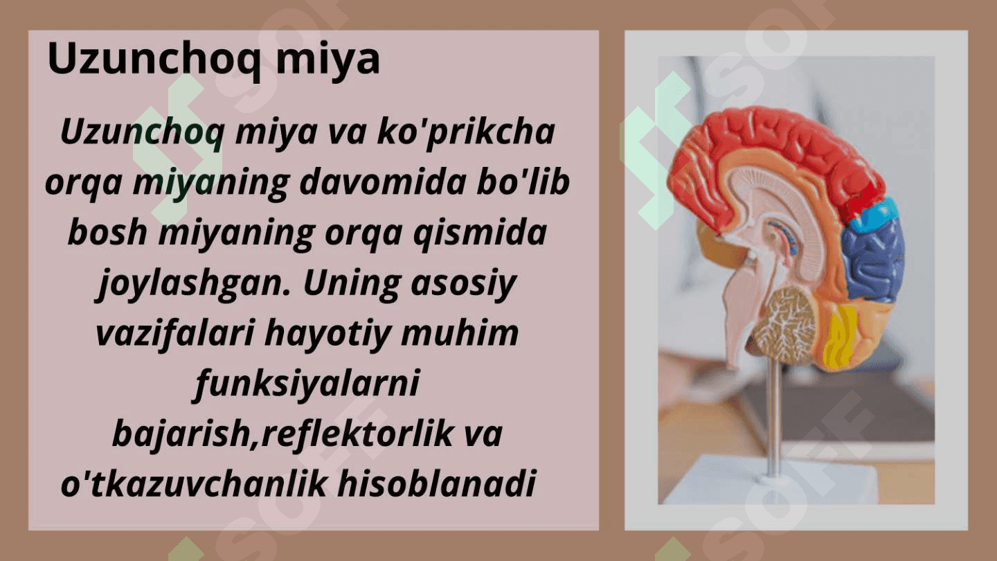 Bosh miyaning tuzilishi 8