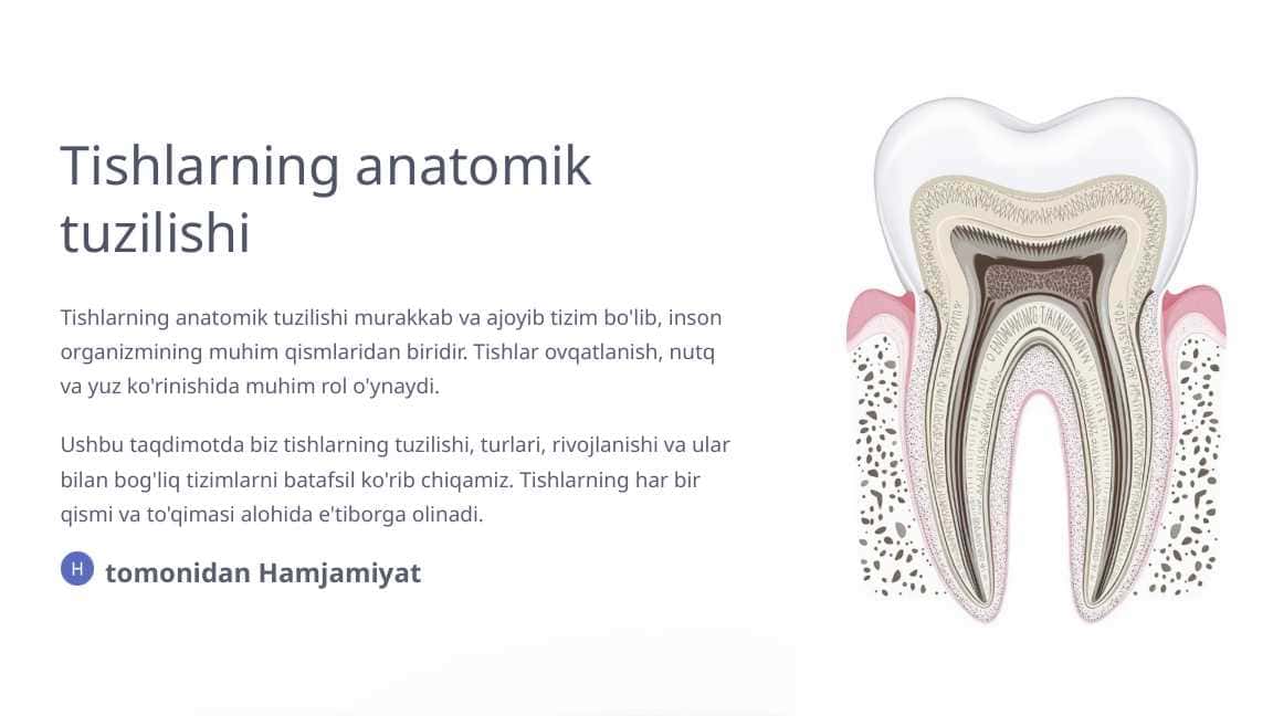 Tishlarning anatomik tuzilishi.