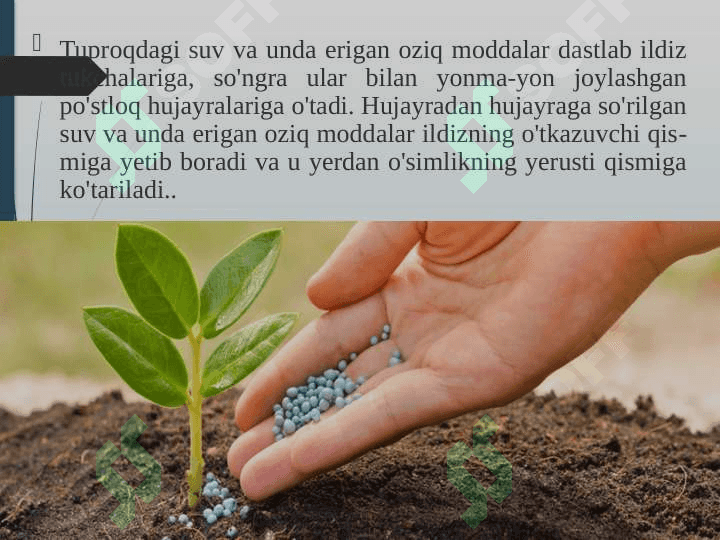 “O`simliklarning mineral oziqlanishi” 4