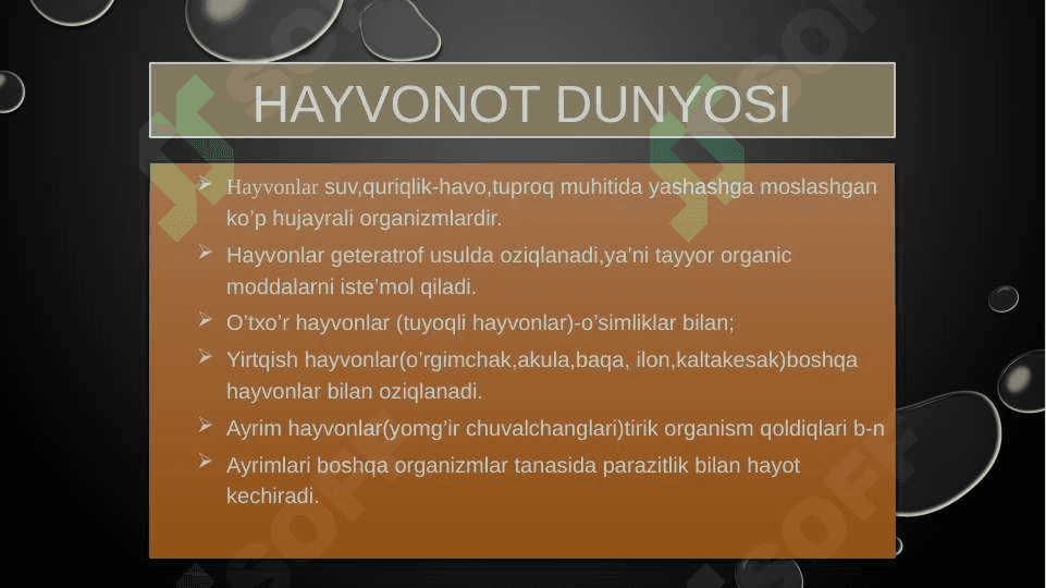 Hayvonot dunyosi 2