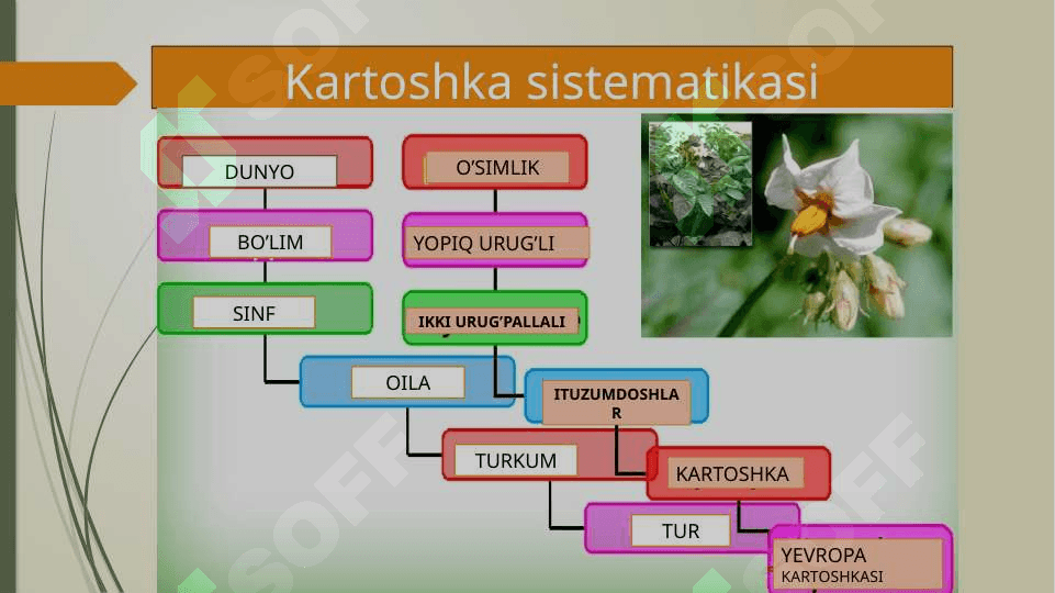 Tirik organizmlar klassifikatsiyasi 4