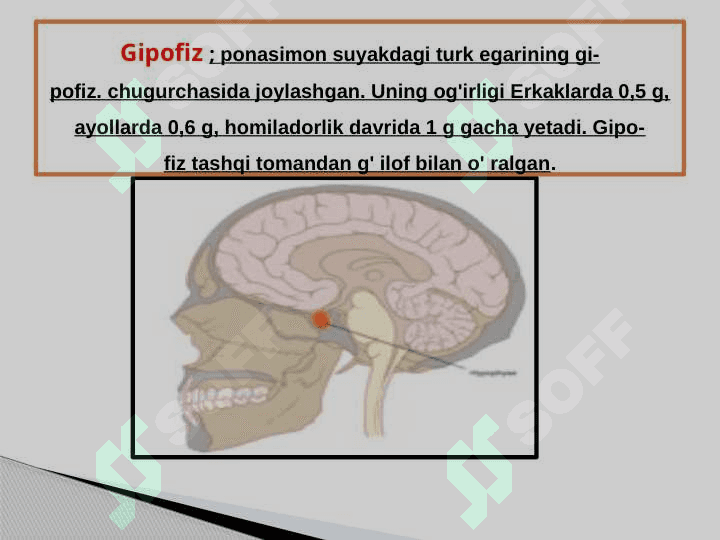 Ichki sekretsiya bezlari 2