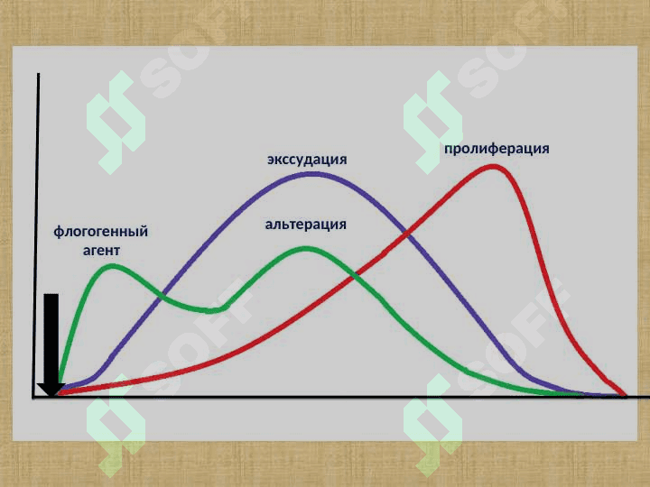 ПАТОФИЗИОЛОГИЯ ВОСПАЛЕНИЯ 8