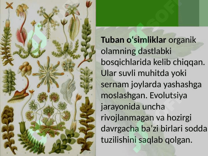 O‘simliklar dunyosi. 3
