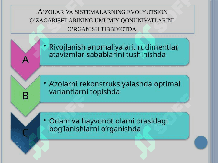 A’zolar sistemasi ontofilogenezi: teri, skelet,nerv sistemasi 2