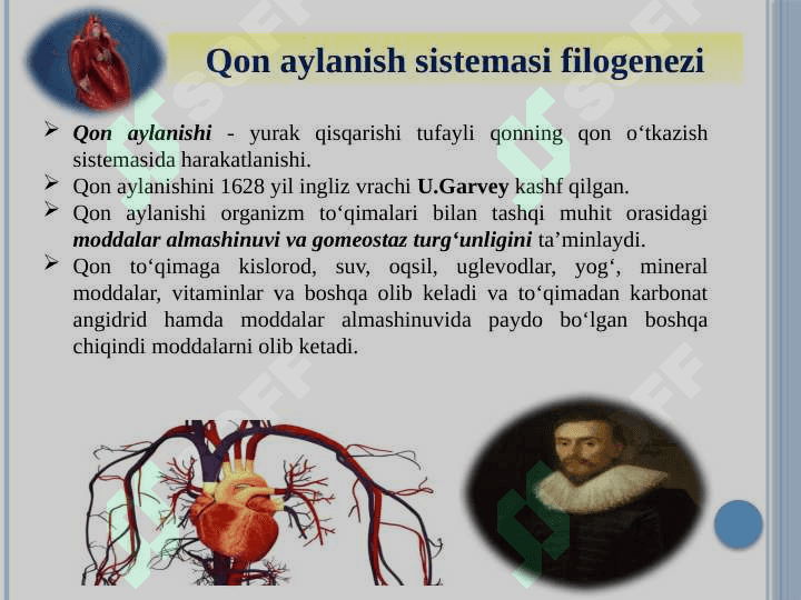 Organlar tizimi ontofilogenezi 3