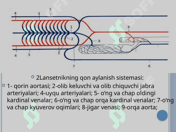 Organlar tizimi ontofilogenezi 6