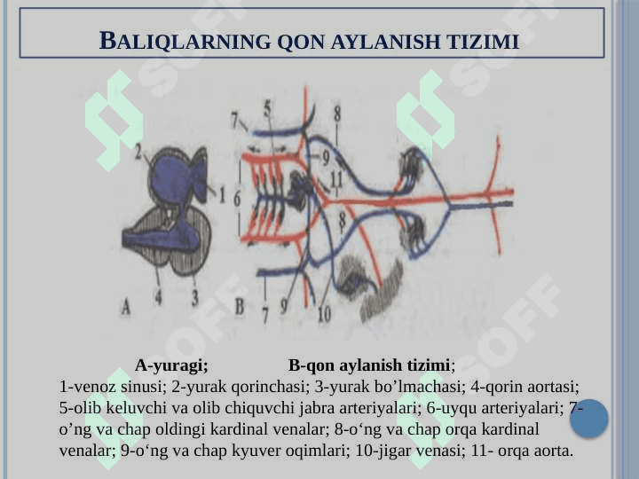 Organlar tizimi ontofilogenezi 7