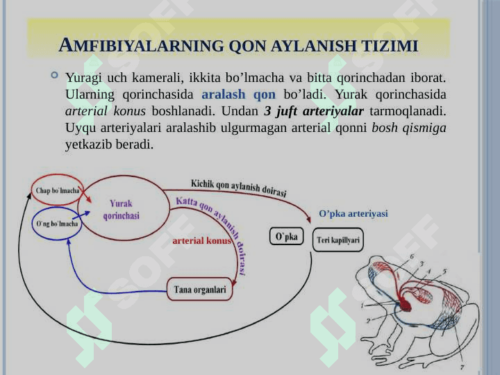 Organlar tizimi ontofilogenezi 8