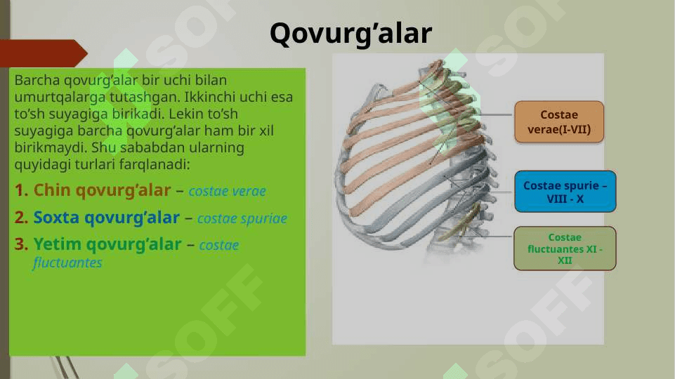 Qovurg’alar, to’sh va o’mrov suyagi. 2