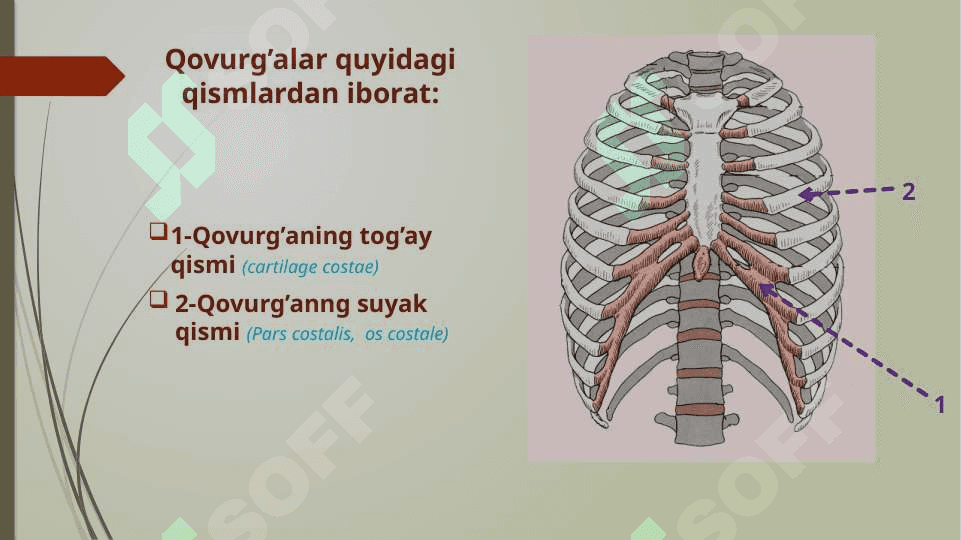 Qovurg’alar, to’sh va o’mrov suyagi. 3