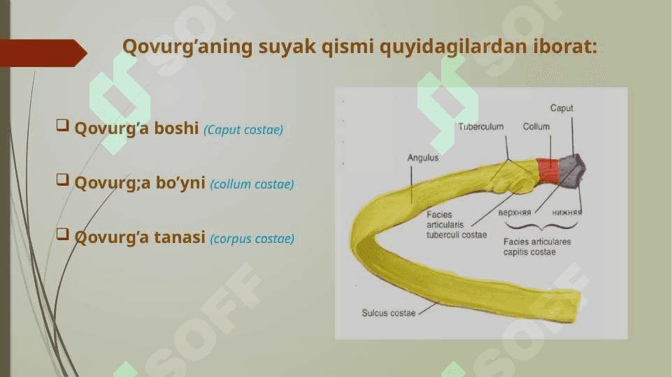 Qovurg’alar, to’sh va o’mrov suyagi. 4