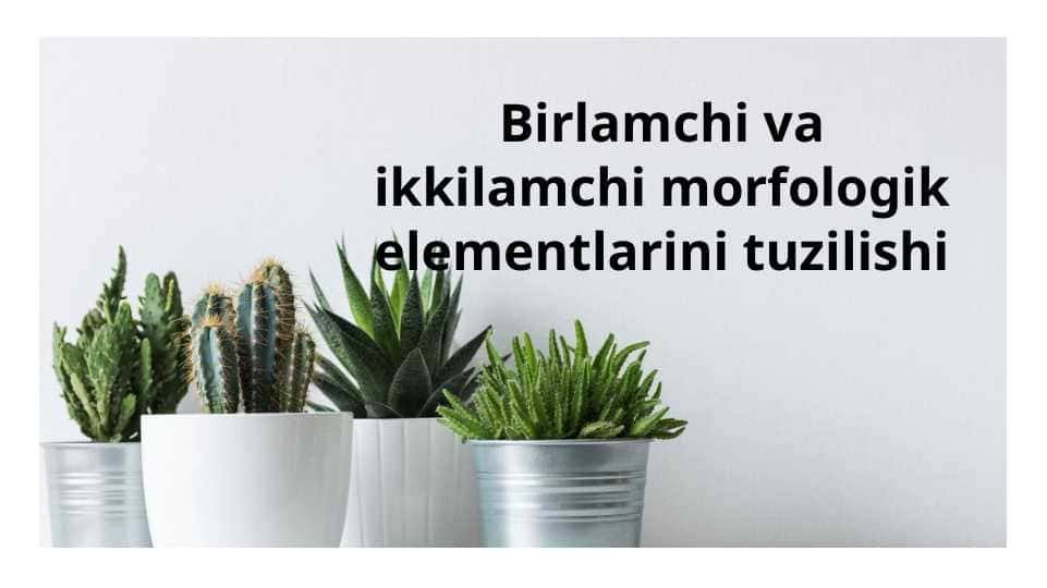Birlamchi va ikkilamchi morfologik elementlarini tuzilishi