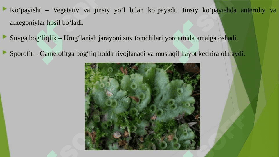 JIGARSIMON YO'SINLAR SINFI ASOSIY BELGILARI MARSHANTSIYANING TARAQQIYOT SIKLI 4